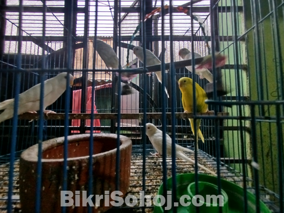 বারজিকার পাখি এলভিনো